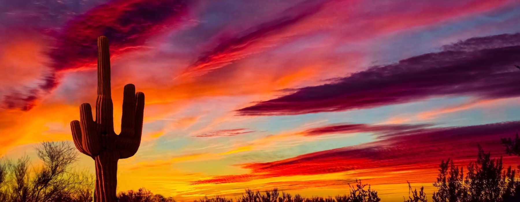 a sunset sky beside a cactus